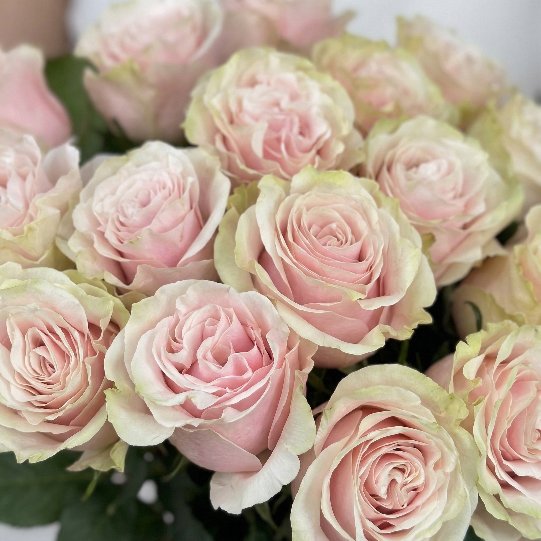 Букет Букет из 15 розовых роз под ленту