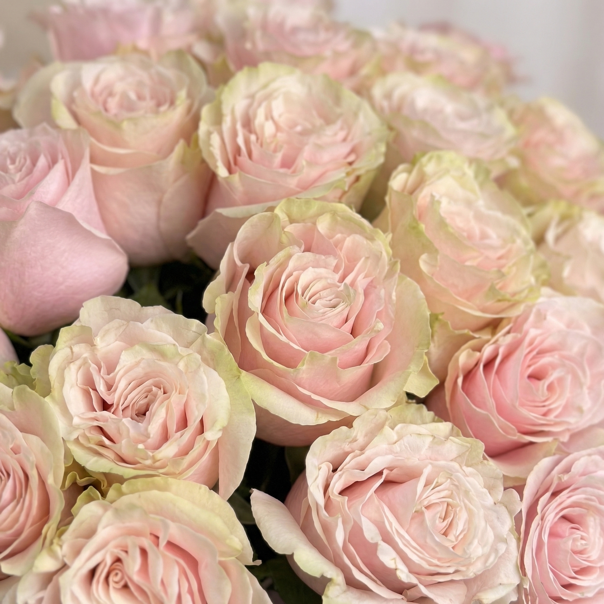 Букет Букет из 25 розовых роз под ленту