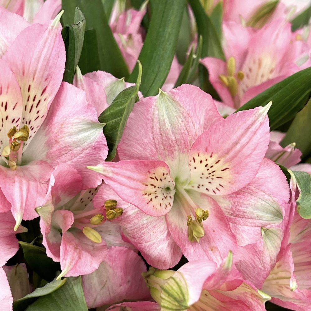 Букет Звонкий смех